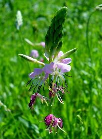 Limestone Gaura (Gaura Calcicola) wildflower at White Rock Lake, Dallas, Texas