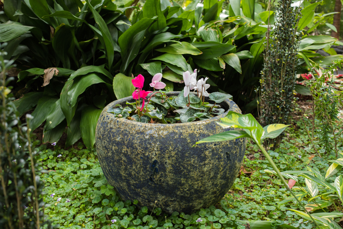 water bowl with flowers