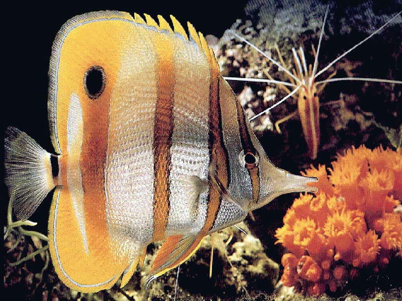 Pictures Of Butterflyfish - Free Butterflyfish pictures 