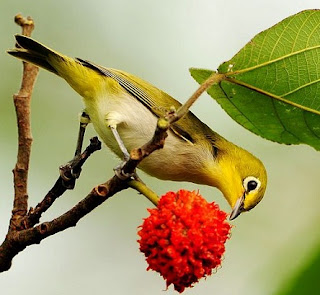 pleci biar gacor ngeplong,pleci cepat gacor dan teler,cara membuat pleci ngriwik jadi ngeplong,cara merawat pleci,perawatan pleci,