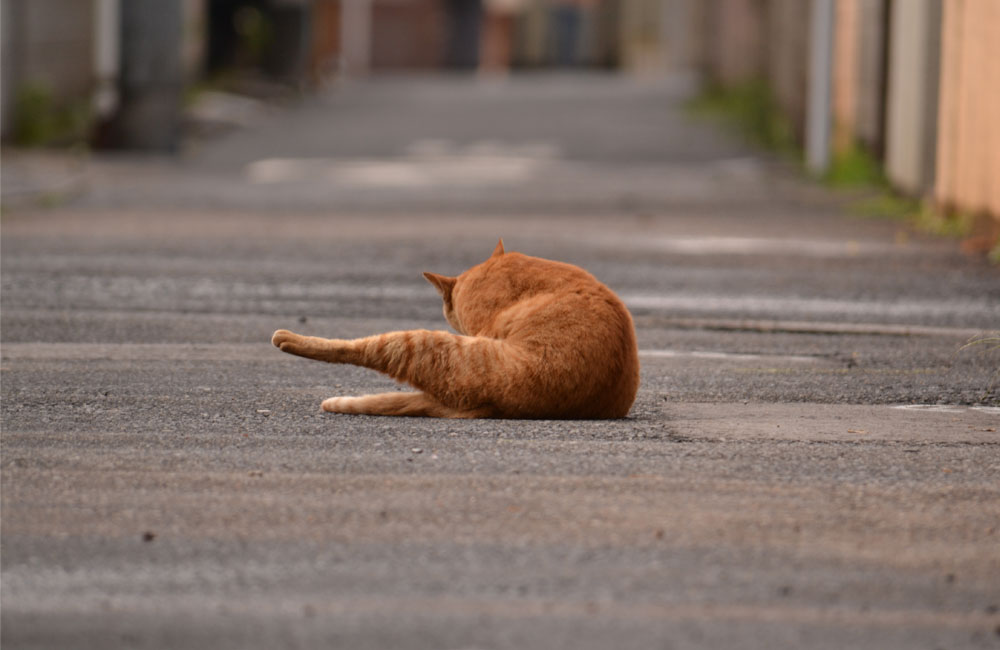 近所にいた猫の写真