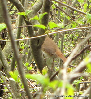 Hermit Thrush