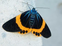 Beautiful Moth