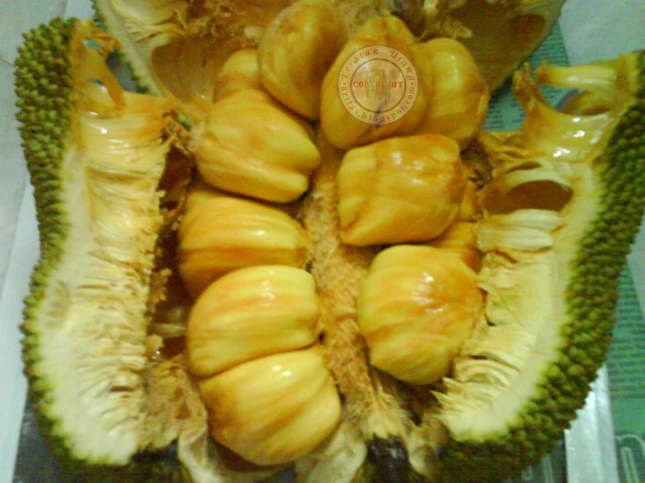 Buah Cempedak  Luar Pagar 