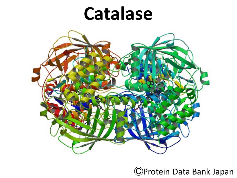 World of Biochemistry blog about biochemistry Catalase 