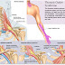 Physiotherapy for THORACIC OUTLET SYNDROME  (MANAGEMENT/GUIDELINES)