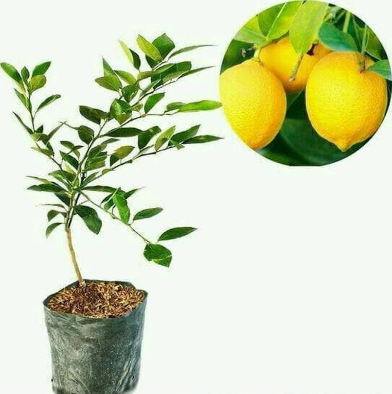 bibit jeruk lemon amrik okulasi cepat berbuah unggulan Jawa Timur