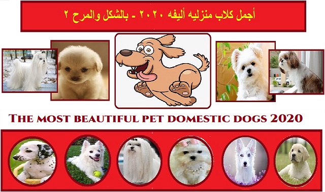 كلاب منزلية جميلة بالشكل والمرح والاخلاص الجزء الثانى The most beautiful dogs - form, fun and sincerity