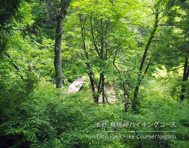 鳥居峠ハイキングコースの下り坂