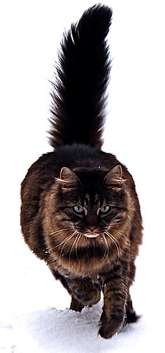 Specifically  Type of  Cats   Maine   Coon