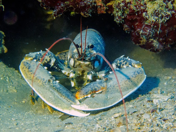 Newly Discovered Worm Threatens Reproductive Performance of Caribbean Spiny Lobsters