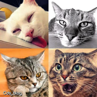 https://catatan-dosen.blogspot.co.id/2016/05/gambar-kucing-paling-terlucu-dengan-foto-wajah-menggemaskan.html
