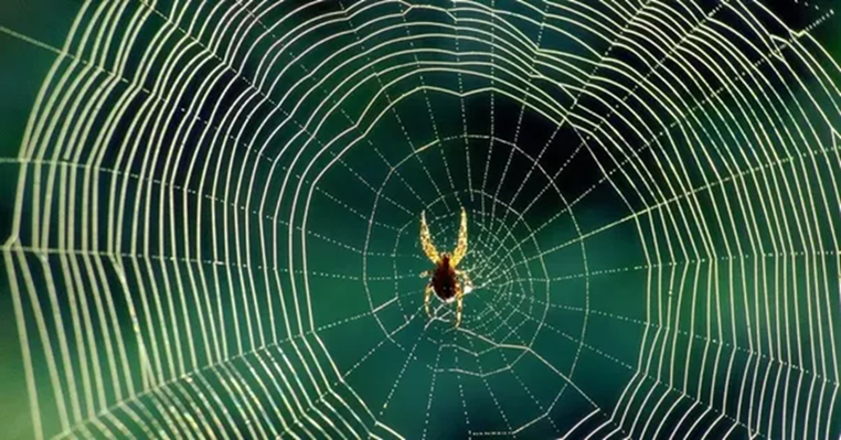 La tela de la araña es la trampa suprema. Las arañas son quizás, las mejores tejedoras de trampas en la naturaleza, y sus redes pueden tener diversidad de formas y funciones especializadas.