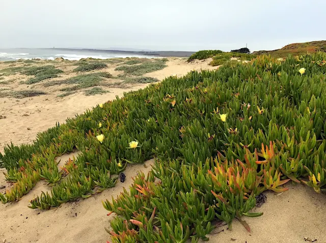 snowy plover beach