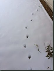 元宵夜雪4