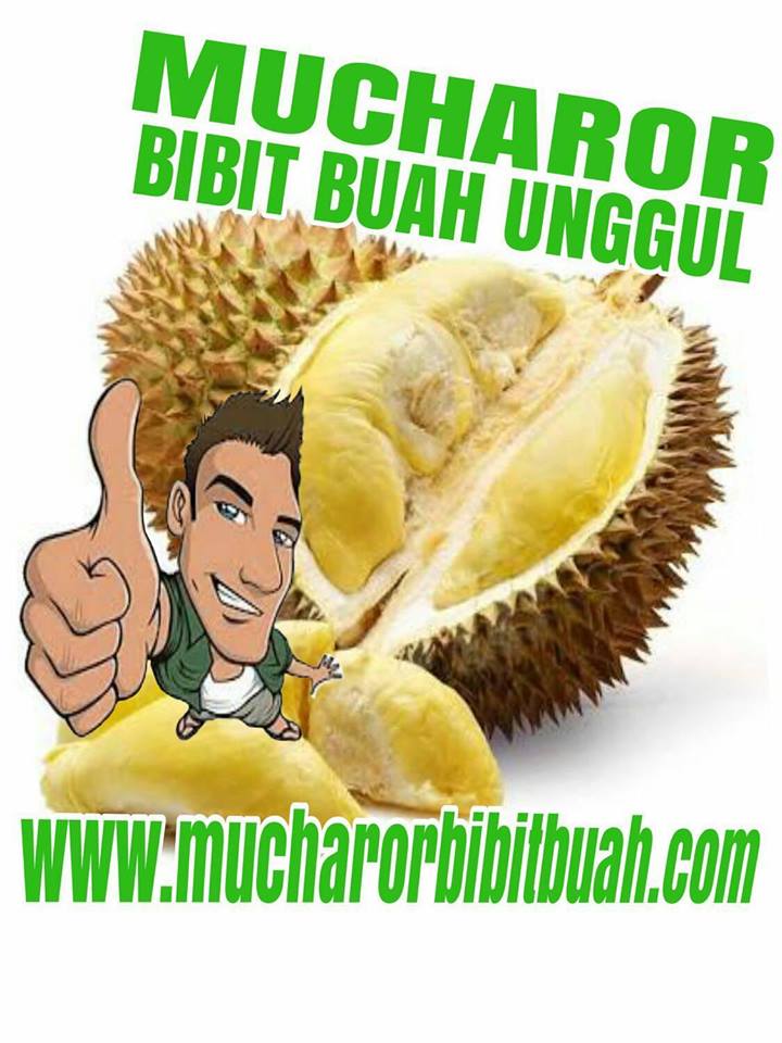 BIBIT DURIAN MONTONG BAWOR BANYUMAS
