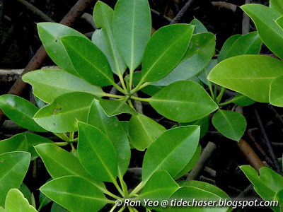 Bakau Pasir (Rhizophora stylosa)