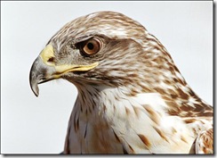 hawk-picture2