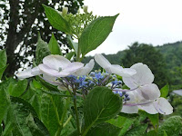 額アジサイの花についた雨粒