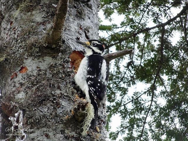 Male Hairy Woodpecker