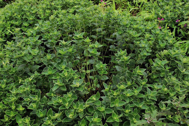 Topli Karvi Kaas Plateau Western Ghats Maharashtra Strobilanthes callosa