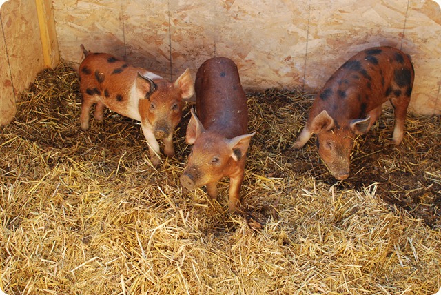 Pigs (4)