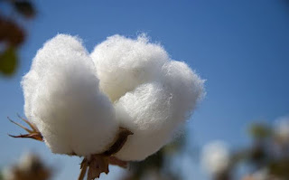 Cotton, chana and Mentha oil fundamental report