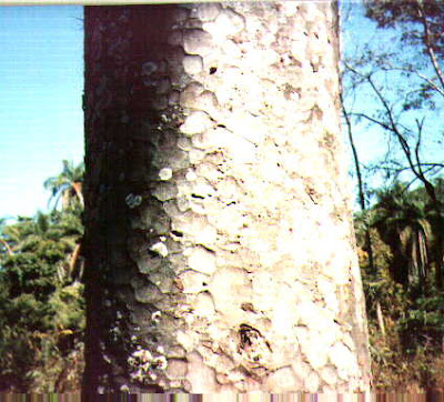 Apuleia leiocarpa tronco