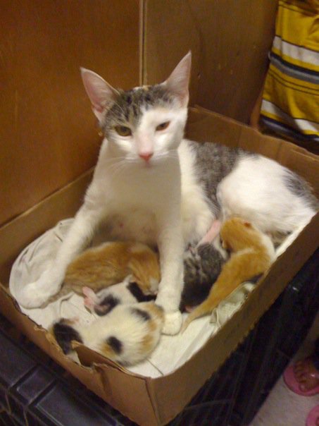 Bodega cat in box with newborn kittens