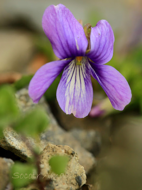 Viola japonica