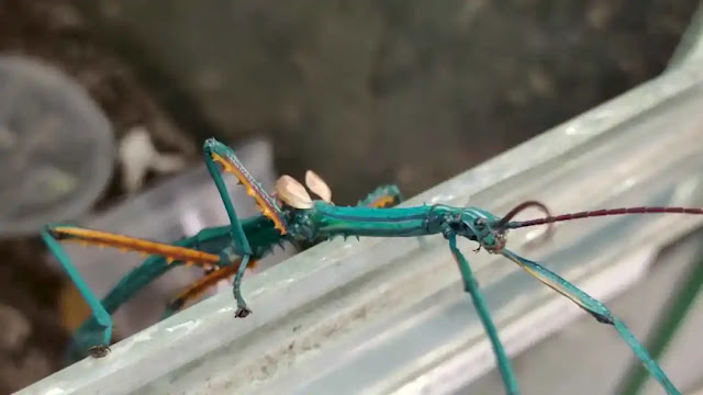 What happens when a stick bug bites you?