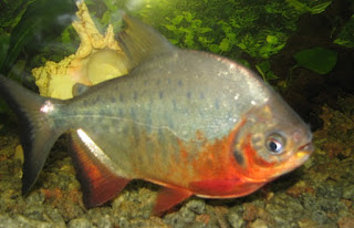  merupakan ikan yang bersal dari sungai Amazon  Brazil Ikan Bawal Air Tawar (Collossoma macropomum)