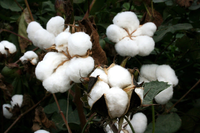 Cotton MSP