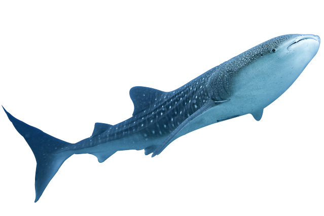 Shark Transparent PNG