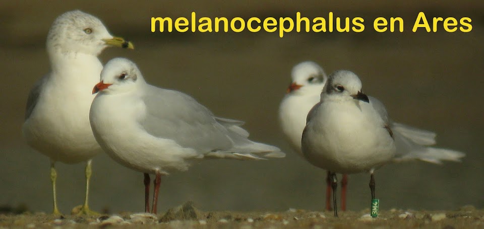 melanocephalus