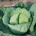 Health Benefits of Cabbage For Pregnant Women (During Pregnancy)