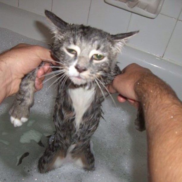 Divertidas fotos flagram o quanto gatos não gostam de banhos