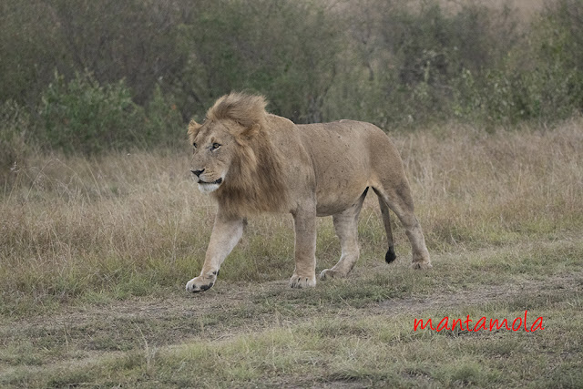 Lion Masai Mara