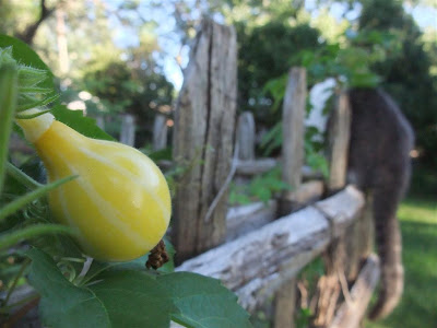 gourd growing on fence, vine