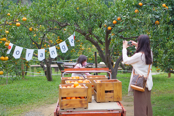 苗栗頭屋橙香森林橘子觀光果園有橙樹花園、餐廳、商店，好拍好逛