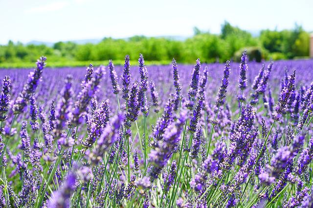 Lavender flower Provence