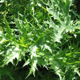 flora of Algeria