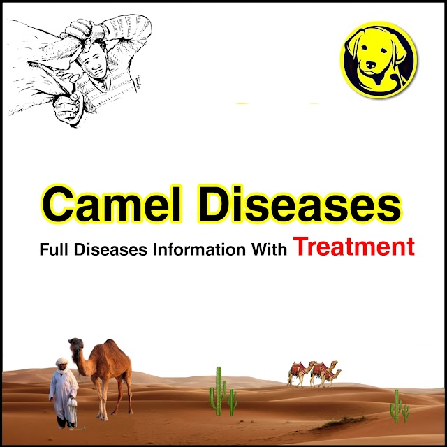 Free Download Camel Diseases Full Pdf
