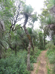 Bunya Mountain