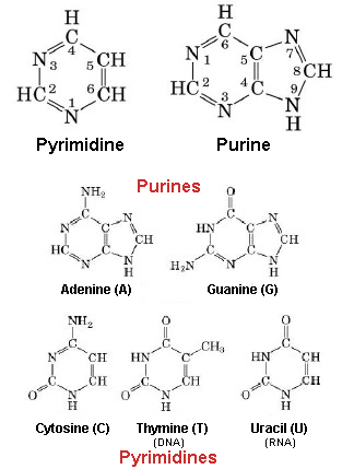 Types of nitrogenous bases