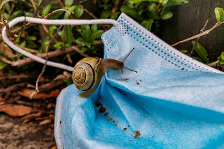 Eine Schnecke kriecht über eine weggeworfene Hygienemaske