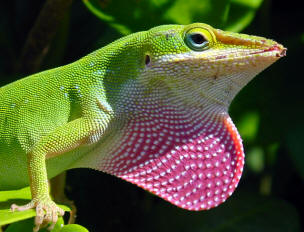 Anolis