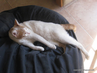 Alex the cat recovering from his injury, relaxing in the blue beanbag