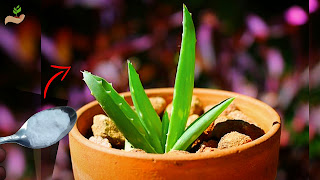Aloe-vera-plant-care-problems