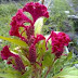 Jengger Ayam (Celosia cristata L.)